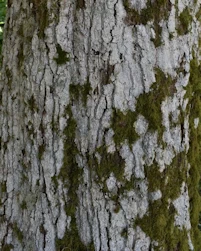 Quercus robur fastigiata