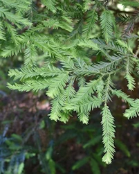 Giant redwood
