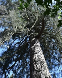 Sequoiadendron giganteum