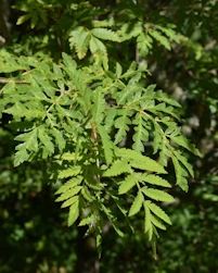 Sorbus aucuparia beissneri