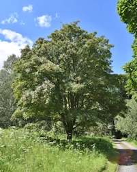 Sorbus commixta