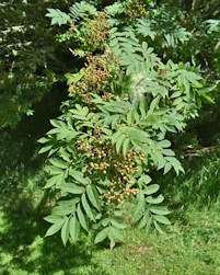 Sorbus commixta