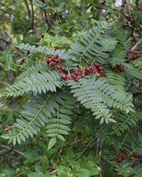 Sorbus microphylla