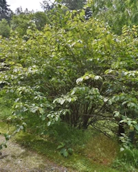 Stachyurus chinensis