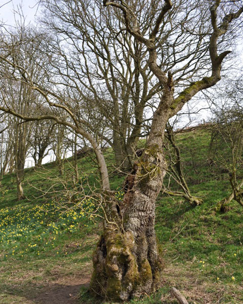 Hollow oak