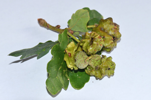 Knopper gall