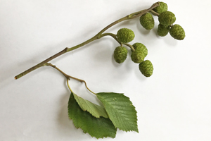 Alder catkins