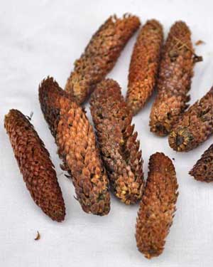 Male cones from an Altas cedar