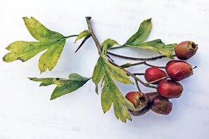 Haws