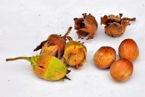 Hazel nuts