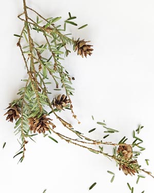 Western hemlock cones