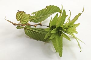Hornbeam bracts