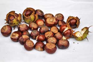 Conkers