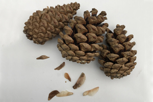 Pine cone
