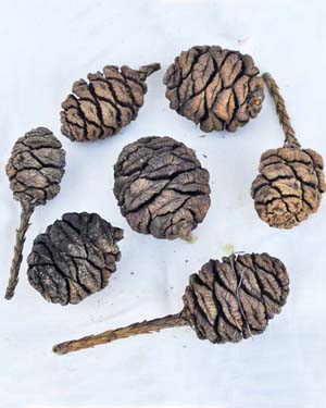 Sequoia cones