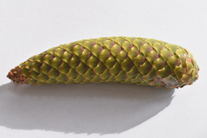 Green spruce cone