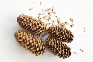 Small spruce cones