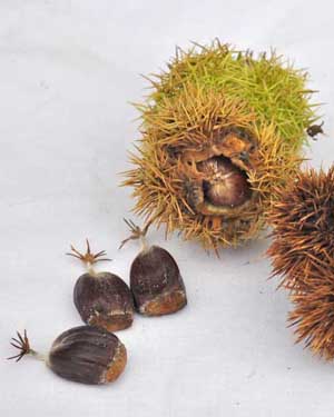 chestnuts and husks