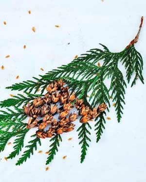 Western Red Cedar cones