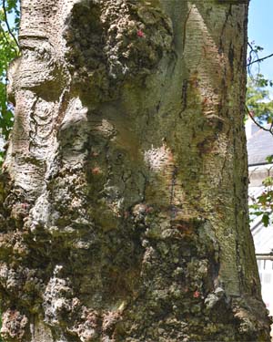Red horse chestnut bark