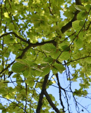 Carpinus betulus