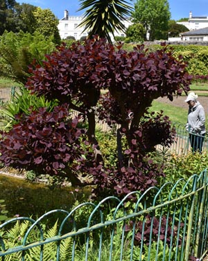 Cotinus coggygria