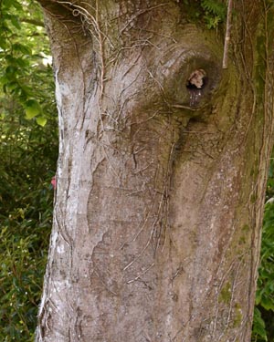 Fagus sylvatica