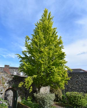 Fagus sylvatica Dawyck gold