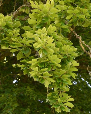 Fagus sylvatica