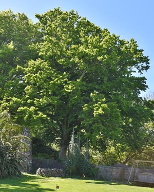 Fagus sylvatica