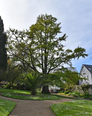 Ginkgo biloba