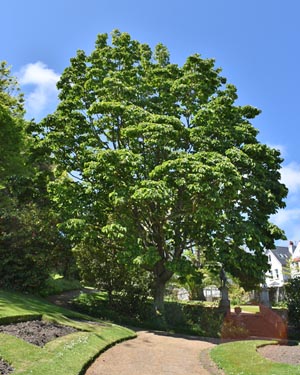 Magnolia Campellii