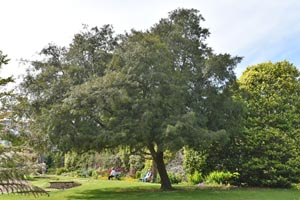 Podocarpus salignus