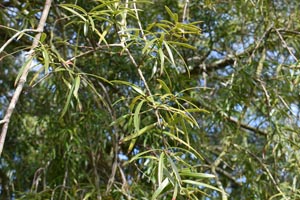 Willow leaved podocarp