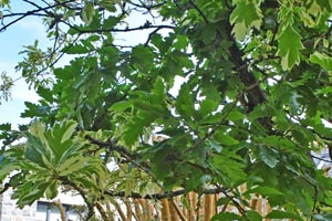 Variegated Turkey oak