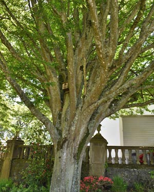 Holm oak