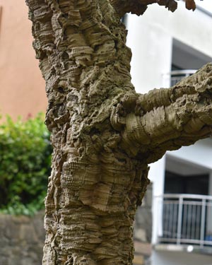 Quercus suber