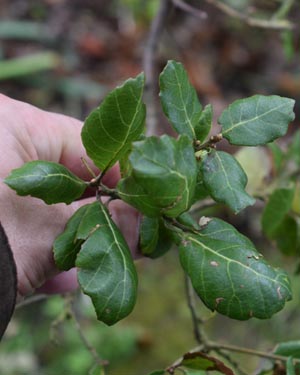 Quercus suber leaf