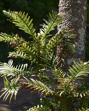 Wollemia pine