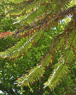 Wollemia pine