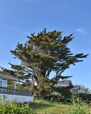 Cupressus macrocarpa