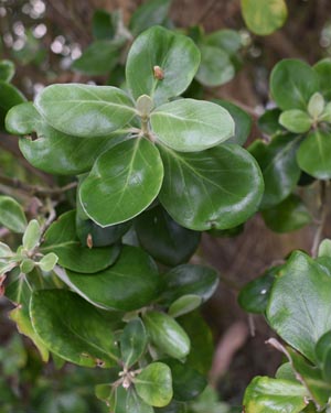 Coprosma repens