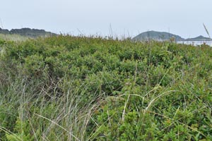 Ligistrum vulgare