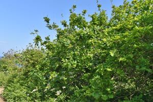 Oak