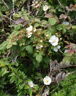 Bramble
