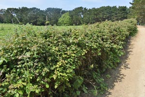 Bramble hedge