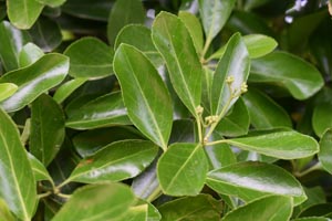 Euonymous japonicus