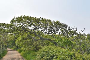 Wind blown oak