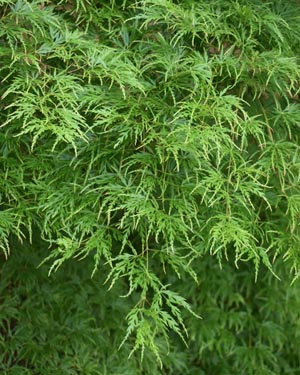 Acer palmatum dissectum