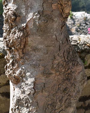 Sycamore